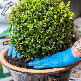 Buxus Sempervirens Ball (40-60cm Height Including Pot) - Classic Ball Shape, Evergreen Foliage, Sun or Partial Shade