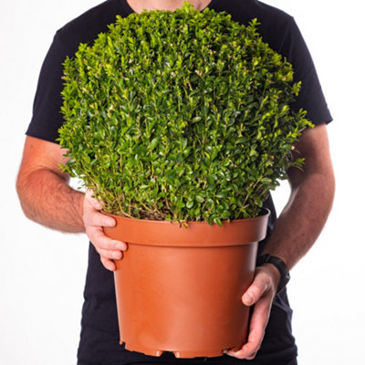 Buxus Sempervirens Ball (40-60cm Height Including Pot) - Classic Ball Shape, Evergreen Foliage, Sun or Partial Shade