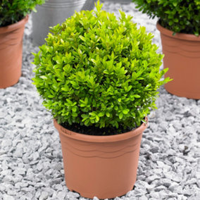 Buxus Sempervirens Ball (60-80cm Height Including Pot) - Classic Ball Shape, Evergreen Foliage, Sun or Partial Shade