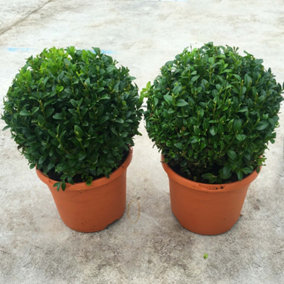 Buxus Sempervirens Ball - Classic Evergreen, Formal Garden Look, 19cm Pot (20-30cm Height incl Pot, 2 Plants)