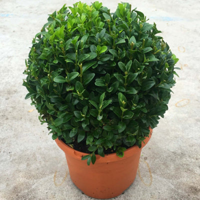 Buxus Sempervirens Ball - Classic Evergreen, Formal Garden Look, 19cm Pot (20-30cm Height incl Pot, 2 Plants)