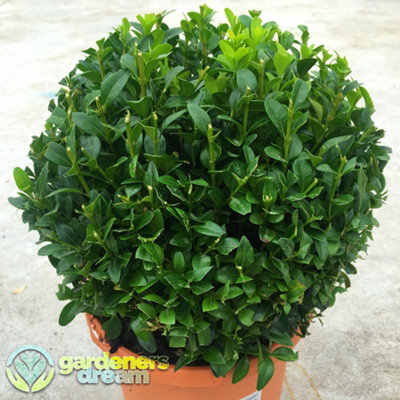 Buxus Sempervirens Ball - Classic Evergreen, Formal Garden Look, 19cm Pot (20-30cm Height incl Pot, 2 Plants)