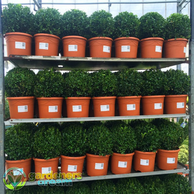 Buxus Sempervirens Ball - Classic Evergreen, Formal Garden Look, 19cm Pot (20-30cm Height incl Pot, 2 Plants)
