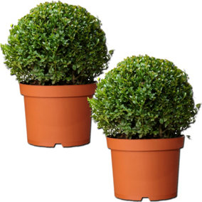 Buxus Sempervirens Ball - Classic Evergreen, Formal Garden Look, 30cm Pot (35-45cm Height incl Pot, 2 Plants)