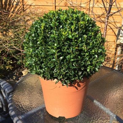 Buxus Sempervirens Ball - Classic Evergreen, Formal Garden Look, 30cm Pot (35-45cm Height incl Pot, 2 Plants)