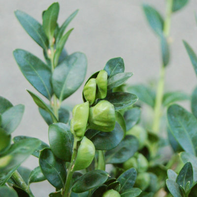 Buxus Sempervirens Garden Plant - Evergreen Foliage, Compact Size (20-40cm Height, 10 Plants)