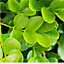 Buxus Sempervirens Garden Plant - Evergreen Foliage, Compact Size (20-40cm Height, 100 Plants)