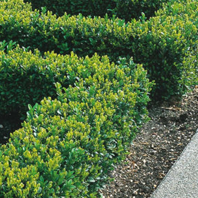 Buxus Sempervirens Garden Plant - Evergreen Foliage, Compact Size (20-40cm Height, 25 Plants)