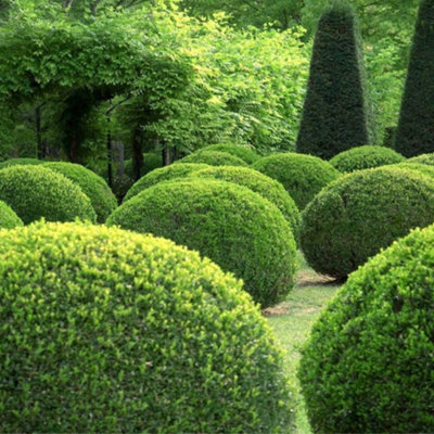 Buxus Sempervirens Garden Plant - Evergreen Foliage, Compact Size (20 ...