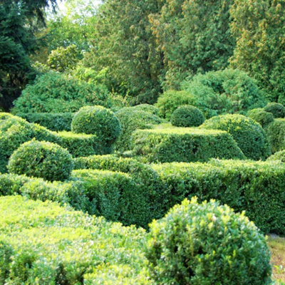 Buxus Sempervirens Hedge Box Hedging Plants - Evergreen Shrub for ...