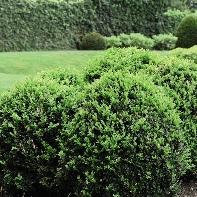Buxus Sempervirens Hedge Box Hedging Plants - Evergreen Shrub for ...