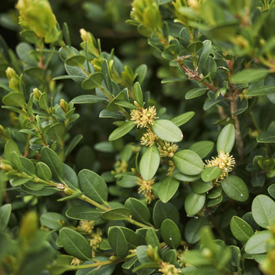 Buxus Sempervirens Hedge Box Hedging Plants - Evergreen Shrub for ...
