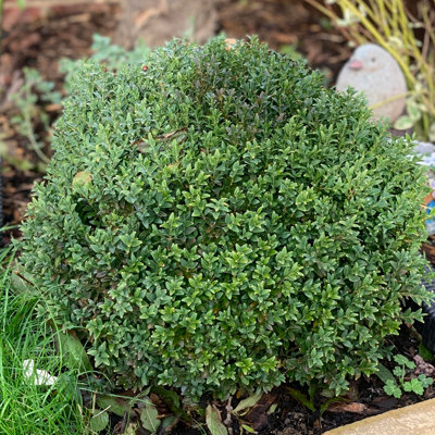 Buxus Sempervirens Hedge Box Hedging Plants - Evergreen Shrub for ...