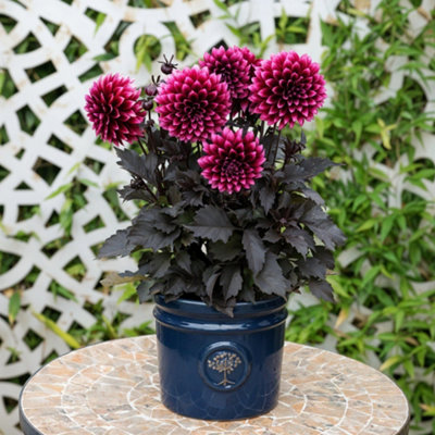 Dahlia ‘Velvet Crush' plant with velvet blooms in a plant pot sat on a table.