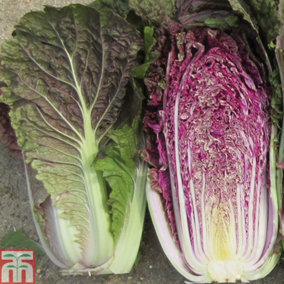 Cabbage Chinese Scarvita F1 1 Seed Packet (15 Seeds)