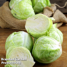 Cabbage F1 Mozart 1 Seed Packet (45 Seeds)