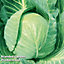 Cabbage F1 Mozart 1 Seed Packet (45 Seeds)