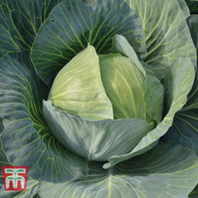 Cabbage Gilson F1 1 Seed Packet (40 Seeds)
