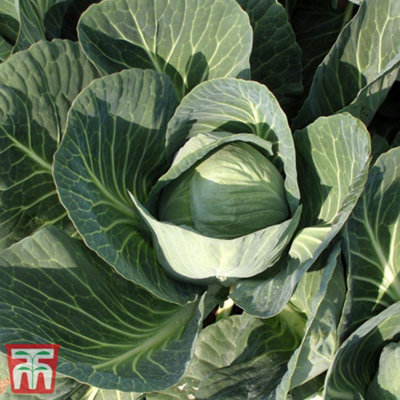 Cabbage Gilson F1 1 Seed Packet (40 Seeds) - 3