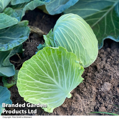 Cabbage Green Rich F1 1 Packet (15 Seeds) - 3