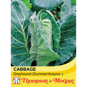 Cabbage Greyhound 1 Seed Packet (300 Seeds)
