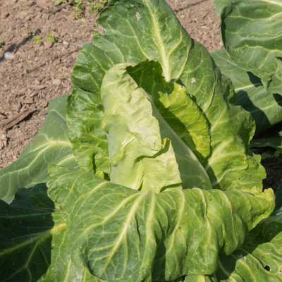 Cabbage Greyhound Vegetable Seeds (approx. 500 seeds) by Jamieson Brothers - 3