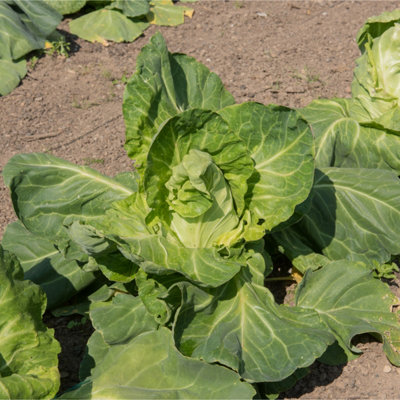 Cabbage Greyhound Vegetable Seeds (approx. 500 seeds) by Jamieson Brothers - 4