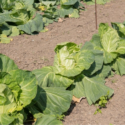 Cabbage Greyhound Vegetable Seeds (approx. 500 seeds) by Jamieson Brothers - 6