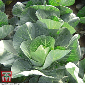 Cabbage Winter Jewel 1 Seed Packet (40 Seeds)