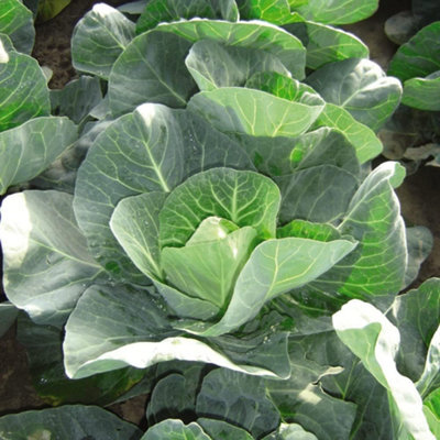 Cabbage Winter Jewel 1 Seed Packet (40 Seeds) - 3