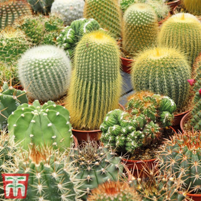 Cactus Mix 1 Seed Packet (20 Seeds)
