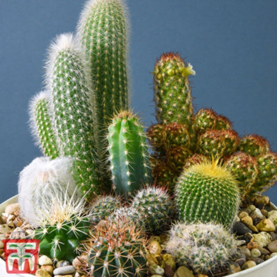 Cactus Mix 1 Seed Packet (20 Seeds) - 4