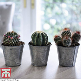 Cactus Mixed (Height 7cm) 5.5cm Pot x 3 + Ceramic Small Metallic Pot x 3