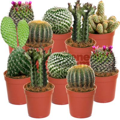 Cactus Plant Mix - Indoor Plant Mix for Home Office, Kitchen, Living Room in Pots (10 plants)