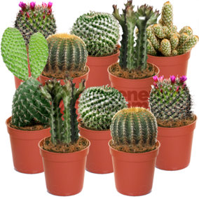 Cactus Plant Mix - Indoor Plant Mix for Home Office, Kitchen, Living Room in Pots (10 plants)