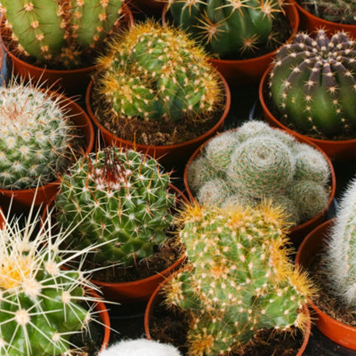 Cactus Plant Mix - Indoor Plant Mix for Home Office, Kitchen, Living Room in Pots (10 plants)