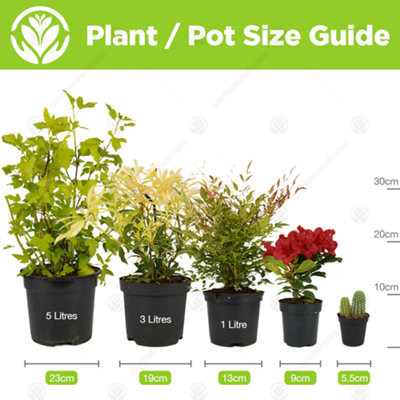 Cactus Plant Mix - Indoor Plant Mix for Home Office, Kitchen, Living Room in Pots (10 plants)