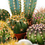Cactus Plant Mix - Indoor Plant Mix for Home Office, Kitchen, Living Room in Pots (20 plants)