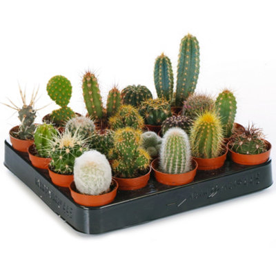 Cactus Plant Mix - Indoor Plant Mix for Home Office, Kitchen, Living Room in Pots (3 plants)