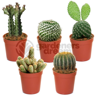 Cactus Plant Mix - Indoor Plant Mix for Home Office, Kitchen, Living Room in Pots (5 plants)