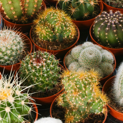 Cactus Plant Mix - Indoor Plant Mix for Home Office, Kitchen, Living Room in Pots (5 plants)