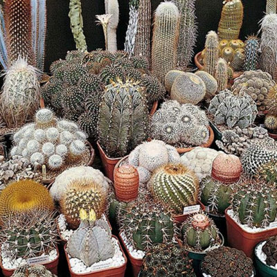 Cactus T&M Special Mix 1 Seed Packet (80 Seeds)
