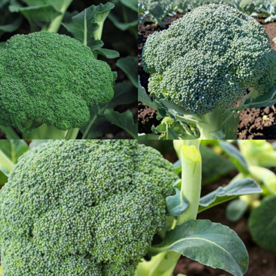 Calabrese Broccoli 3 x 6 Pack Collection - Calabrese Green Magic ...