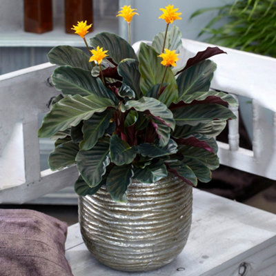 Calathea Crocata - Colourful Blooms, Vibrant Indoor Plant (14cm, 35 ...