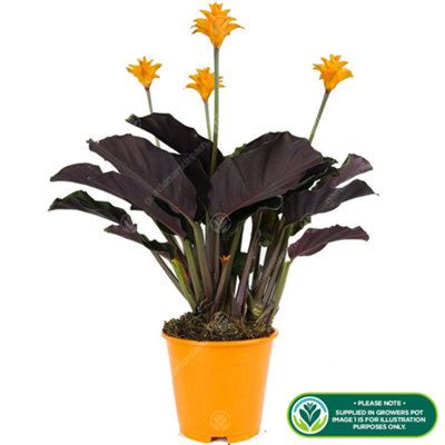 Calathea Crocata - Colourful Blooms, Vibrant Indoor Plant (14cm, 35-45cm)