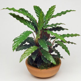 Calathea Elgergrass - Vibrant Foliage, Indoor Houseplant (12cm, 30-40cm)