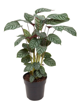 dracena mass Dracaena Massangeana Mass Cane Stump Form, Corn Plant main image 0