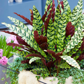 Calathea Insignis - Exquisite Foliage, Indoor Houseplant (14cm, 40-50cm)