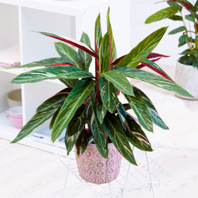 CALATHEA MAGICSTAR - STRIKING FOLIAGE, INDOOR HOUSEPLANT (12CM, 30-40CM)