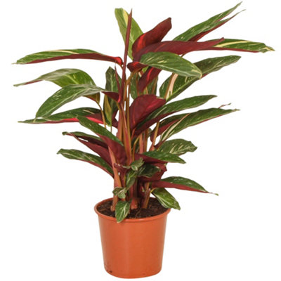 calathea long leaves Calathea